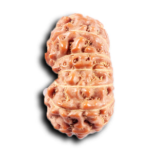 14 mukhi Indonesian Rudraksha -  Bead No. 371