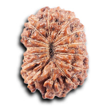 Load image into Gallery viewer, 14 mukhi Indonesian Rudraksha -  Bead No. 372
