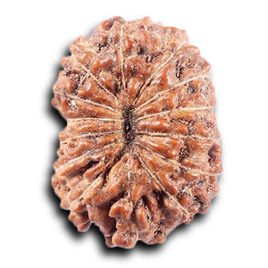 14 mukhi Indonesian Rudraksha -  Bead No. 372