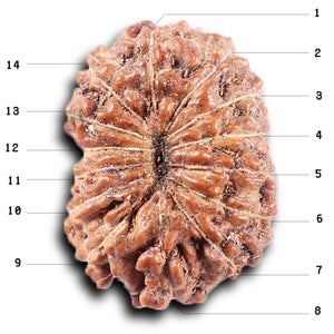 14 mukhi Indonesian Rudraksha -  Bead No. 372