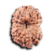 Load image into Gallery viewer, 14 mukhi Indonesian Rudraksha -  Bead No. 372
