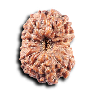 14 mukhi Indonesian Rudraksha -  Bead No. 372