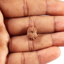 Load image into Gallery viewer, 14 mukhi Indonesian Rudraksha -  Bead No. 372
