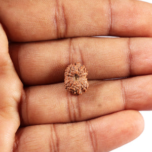 14 mukhi Indonesian Rudraksha -  Bead No. 372