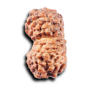 14 mukhi Indonesian Rudraksha -  Bead No. 372