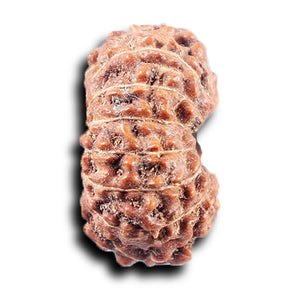 14 mukhi Indonesian Rudraksha -  Bead No. 372