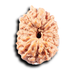 14 mukhi Indonesian Rudraksha -  Bead No. 373