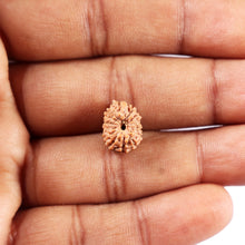 Load image into Gallery viewer, 14 mukhi Indonesian Rudraksha -  Bead No. 373
