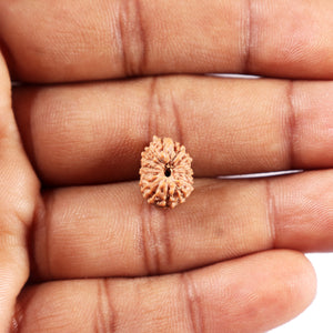 14 mukhi Indonesian Rudraksha -  Bead No. 373