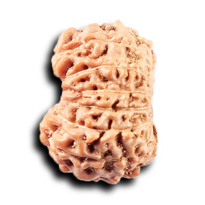 14 mukhi Indonesian Rudraksha -  Bead No. 373