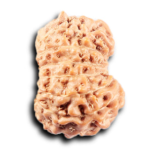 14 mukhi Indonesian Rudraksha -  Bead No. 373