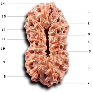 14 mukhi Indonesian Rudraksha -  Bead No. 374