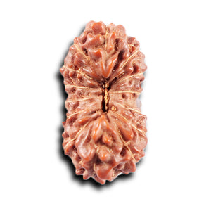 14 mukhi Indonesian Rudraksha -  Bead No. 374