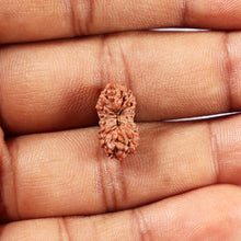 Load image into Gallery viewer, 14 mukhi Indonesian Rudraksha -  Bead No. 374
