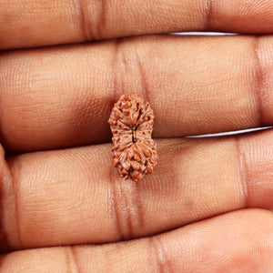 14 mukhi Indonesian Rudraksha -  Bead No. 374