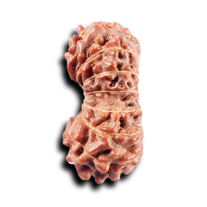 14 mukhi Indonesian Rudraksha -  Bead No. 374