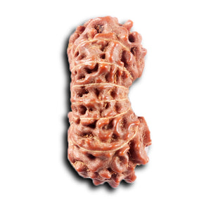 14 mukhi Indonesian Rudraksha -  Bead No. 374