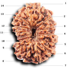 Load image into Gallery viewer, 14 mukhi Indonesian Rudraksha -  Bead No. 375
