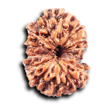 Load image into Gallery viewer, 14 mukhi Indonesian Rudraksha -  Bead No. 375
