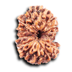 14 mukhi Indonesian Rudraksha -  Bead No. 375