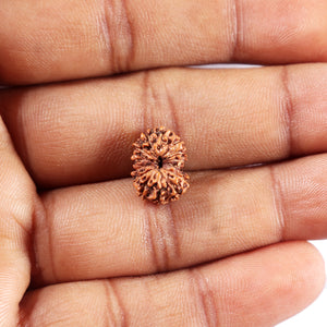 14 mukhi Indonesian Rudraksha -  Bead No. 375