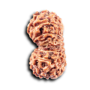 14 mukhi Indonesian Rudraksha -  Bead No. 375