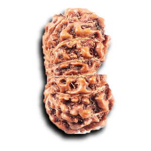 14 mukhi Indonesian Rudraksha -  Bead No. 375