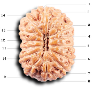 14 mukhi Indonesian Rudraksha -  Bead No. 377