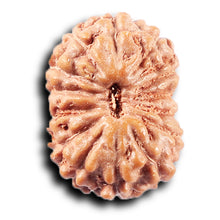 Load image into Gallery viewer, 14 mukhi Indonesian Rudraksha -  Bead No. 377
