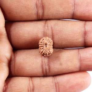 14 mukhi Indonesian Rudraksha -  Bead No. 377