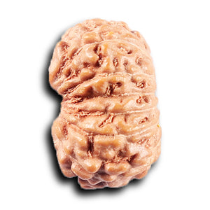 14 mukhi Indonesian Rudraksha -  Bead No. 377