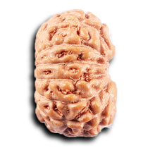 Load image into Gallery viewer, 14 mukhi Indonesian Rudraksha -  Bead No. 377
