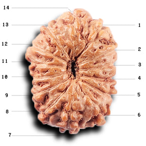 14 mukhi Indonesian Rudraksha -  Bead No. 378