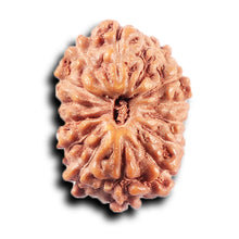 Load image into Gallery viewer, 14 mukhi Indonesian Rudraksha -  Bead No. 378
