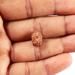 14 mukhi Indonesian Rudraksha -  Bead No. 378