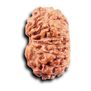 14 mukhi Indonesian Rudraksha -  Bead No. 378