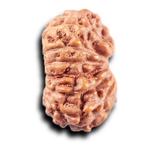 Load image into Gallery viewer, 14 mukhi Indonesian Rudraksha -  Bead No. 378
