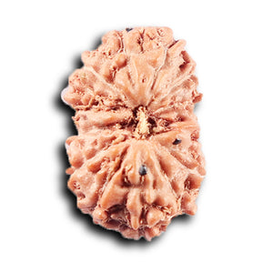 14 mukhi Indonesian Rudraksha -  Bead No. 380