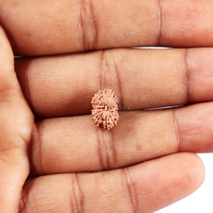 14 mukhi Indonesian Rudraksha -  Bead No. 380