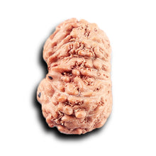 Load image into Gallery viewer, 14 mukhi Indonesian Rudraksha -  Bead No. 380
