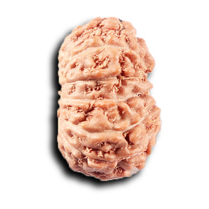 14 mukhi Indonesian Rudraksha -  Bead No. 380