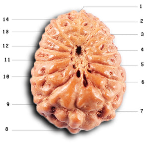 14 mukhi Indonesian Rudraksha -  Bead No. 381