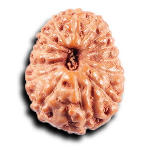 14 mukhi Indonesian Rudraksha -  Bead No. 381