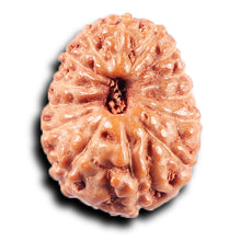 Load image into Gallery viewer, 14 mukhi Indonesian Rudraksha -  Bead No. 381
