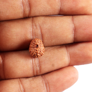 14 mukhi Indonesian Rudraksha -  Bead No. 381