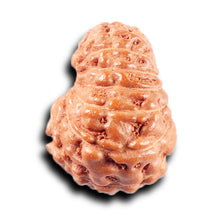 Load image into Gallery viewer, 14 mukhi Indonesian Rudraksha -  Bead No. 381
