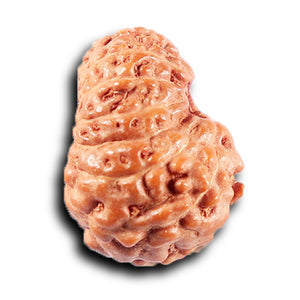 14 mukhi Indonesian Rudraksha -  Bead No. 381