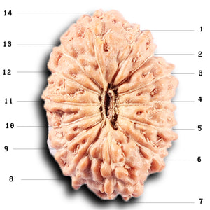 14 mukhi Indonesian Rudraksha -  Bead No. 382