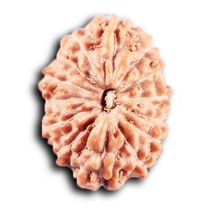 14 mukhi Indonesian Rudraksha -  Bead No. 382