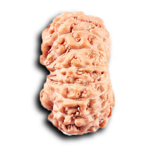 Load image into Gallery viewer, 14 mukhi Indonesian Rudraksha -  Bead No. 382
